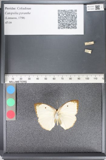 Media type: image;   Entomology 116830